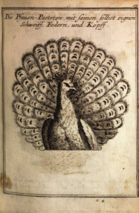 Das „Saltzburgisches Koch-Buch“ von Conrad Hagger aus 1718 enthält mehr als 300 Abbildungen und erlaubt eine gute Vorstellung repräsentativ-barocker Lebensart. Foto: Österreichische Nationalbibliothek