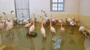 Die Rosa Flamingos in ihrem Winterquartier. Foto: Tiergarten Schönbrunn/Norbert Potensky