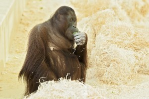 Orang-Utan-Weibchen Sol - in freudiger Erwartung. Foto: Daniel Zupanc