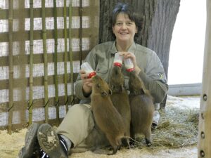 Tierpflegerin Daniela Peraus bei der Wasserschein-Fütterung. Foto: Tiergarten Schönbrunn/Norbert Potensky