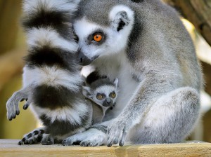 Foto: Tiergarten Schönbrunn / Norbert Potensky