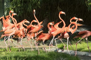 Rote Flamingos-Foto: Daniel Zupanc