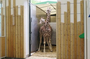 Zuerst waren beide noch ein bisserl zaghaft, doch dann überwand die Neugier die anfängliche Furcht. Beide Giraffen sind wohlbehalten in Wien eingetroffen. Foto: Tiergarten Schönbrunn/Simona Gabrisova 