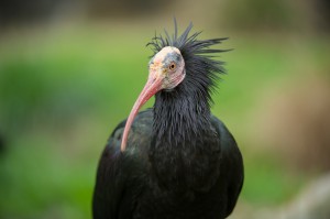 Waldrapp-Foto: Daniel Zupanc
