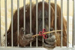 Nonja am Kontaktgitter im Trainingsbereich. Es gibt keinen direkten Kontakt zwischen Tierpflegern und Orang-Utans. Foto: Daniel Zupanc