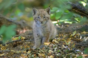 Foto: Tiergarten Schönbrunn/Norbert Potensky