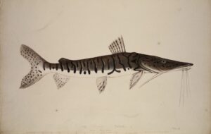 Johann Natterer, „Silurus Pintadoa“ (Antennenwels), Aquarell, H 33 x B 51 cm, 1824. Foto: NHM Wien 