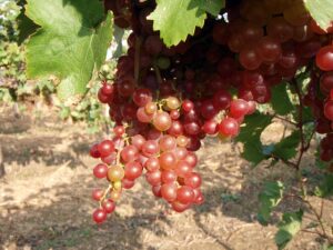 Die heurigen Trauben sind reif und in einem guten Zustand, die Lese kann beginnen, einem mundenden Tröpferl beim Heurigen steht nichts mehr im Wege. Foto: Österreich Wein Marketing / Klaus Egle