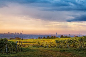 "Ich wollt, ich hätt gehaust in einem Weingarten bei Wien" - so eine Hans Moser Textzeile aus seinem berühmten Gassenhauer "Die Reblaus". Blick über die Wiener Weingärten auf die Wiener Stadt. Foto: ÖWM / Lammerhuber