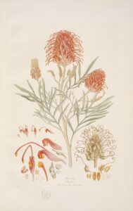 Grevillia banksia / 1813-14, London. Foto: State Library of NSW.