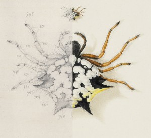 Austracantha minax / Christmas spider (Austracantha minax), 1805. Foto: NHM Wien / Natural History Museum, London