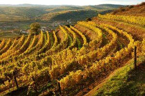Blick auf einen herbstlichen Weingarten. Foto: ÖWM / Komitee Kamptal