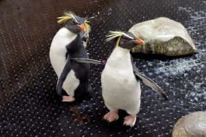 Rocky und Howie im Quarantäne-Bereich im Zoo Wien. Foto: Tiergarten Schönbrunn/Norbert Potensky