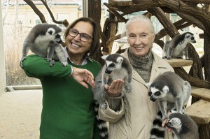 Die Tiergartendirektorin Dagmar Schratter (links), sowie Jane Goodall mit den quirligen Kattas. Foto: Daniel Zupanc