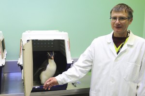 Grenztierarzt Josef Haider beim Gesundheits-Check der Tiere am Flughafen Wien Schwechat. Foto: Tiergarten Schönbrunn/Johanna Hamerle