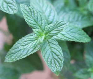 Bild einer Mentha piperita (Pfefferminze) Foto: Ingrid Karner / aromainfo.at