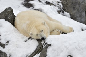 Foto Lynn: Tiergarten Schönbrunn/Norbert Potensky