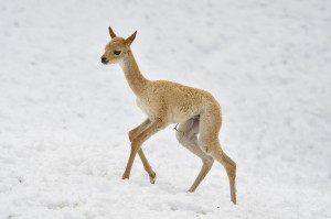 Vikunja-Jungtier tollt durch den Schnee. Foto: Tiergarten Schönbrunn/Norbert Potensky