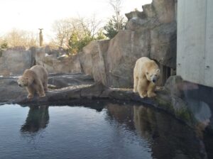 Das Eis schmilzt den Tieren jedoch sprichwörtlich unter den Pfoten weg. In Zoos finden sie zwar Überlebens-Chancen vor, wenngleich die Tiere natürlich eingesperrt sind. Foto: oepb