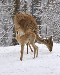 Auch die Frau Mutter kümmert sich fürsorglich um ihr Jungtier. Foto: Tiergarten Schönbrunn/Norbert Potensky