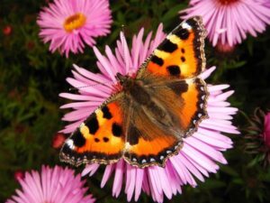 Mit einem schmetterlingsfreundlichen Umfeld wird man nicht nur mit dem Besuch von Schmetterlingen belohnt, man betreibt auch aktiven Artenschutz. Foto: bellaflora 