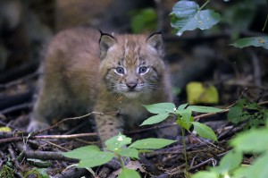 Foto: Tiergarten Schönbrunn/Nobert Potensky