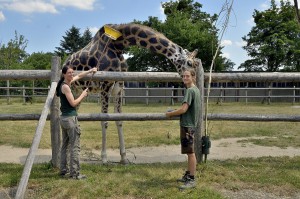 Kimbar genießt es sichtlich, von Eveline Dungl (links) und Irene Greter (rechts) gebürstet und versorgt zu werden. Foto: Tiergarten Schönbrunn/Nobert Potensky