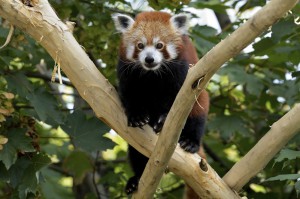 Rotes Panda-Weibchen Mahalia. Foto: Tiergarten Schönbrunn / Norbert Potensky