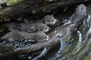 Foto: Tiergarten Schönbrunn / Norbert Potensky