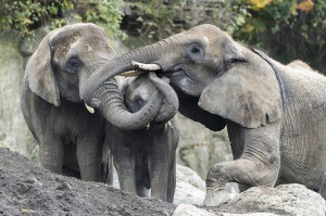 Zoo Kalender 2019 - Aus dem Inhalt. Foto: Daniel Zupanc