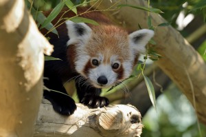 Rotes Panda-Männchen Manjul. Foto: Tiergarten Schönbrunn / Norbert Potensky