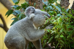 Koala-Männchen Wirri Wirri. Foto: Daniel Zupanc