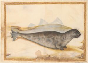 Naturstudie von Giorgio Liberale aus dem vor 1580 angefertigten Bilderalbum zur Tierwelt der Adria. Foto: Österreichische Nationalbibliothek