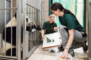 Yang Yang beim Malen mit Zoologien Eveline Dungl im Vordergrund. Foto: Daniel Zupanc 