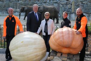 Tiergartendirektorin Dagmar Schratter (Bildmitte), Landesrat Martin Eichtinger (links von ihr), Elefantenpflegerin Hannah Schleicher (rechts von ihr) sowie Vertreter der Austrian Giant Pumpkin Growers. Foto: Tiergarten Schönbrunn / Barbara Feldmann