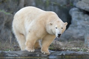 Eisbär-Foto: Tiergarten Schönbrunn / Norbert Potensky