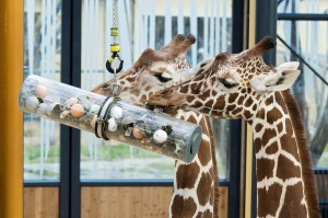 Giraffen-Foto: Daniel Zupanc