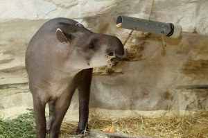 Tapir-Foto: Daniel Zupanc