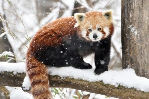 Roter Panda-Foto: Josef Gelernter