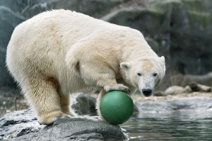 Eisbärin Nora im Zoo Wien. Foto: Daniel Zupanc