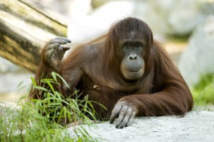Orang-Utan-Weibchen Sol im Zoo Wien. Foto: Daniel Zupanc
