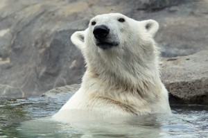 Eisbärin Nora im Zoo Wien. Foto: Daniel Zupanc