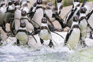  Humboldtpinguine. Foto: Daniel Zupanc