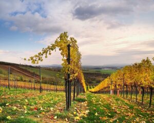Blick in einen herbstlichen Weingarten im niederösterreichischen Hollabrunn nach der Ernte. Foto: ÖWM / Marcus Wiesner