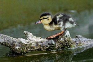 Enten-Foto: Daniel Zupanc
