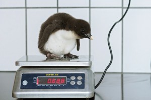 Felsenpinguin-Foto: Daniel Zupanc