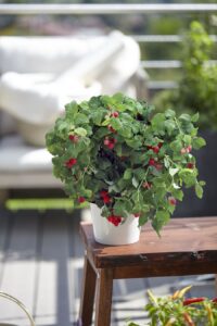 Bei bellaflora gibt es auch eine große Auswahl an Balkon-Himbeeren. Foto: Volmary GmbH