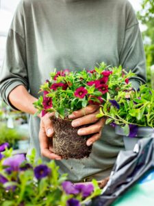 Mit bellaflora gelingt ein blühendes Farbenspiel auf Balkon und Terrasse. Foto: bellaflora