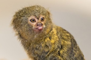 Zwergseidenaffe-Foto: Daniel Zupanc