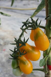  ... die inklusive Pflegeanleitung in der Zeit von 13 bis 17 Uhr von der City Farm in Wien und / oder in sämtlichen 27 bellaflora-Filialen österreichweit kostenlos verteilt werden. Beide Fotos: bellaflora